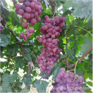 Chinese red globe grape fresh red grape fruit seedless grape crinson